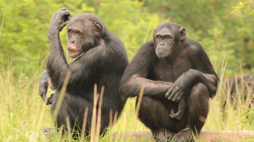 Chimp Eden Sanctuary